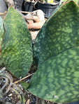 Sansevieria masoniana 6"/1 gallon Whale Fin Sansevieria Dracaena (Dracaena)