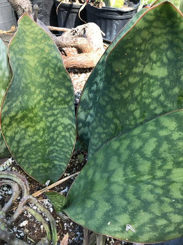 Sansevieria masoniana 6"/1 gallon Whale Fin Sansevieria Dracaena (Dracaena)