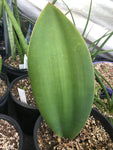 Sansevieria masoniana Black