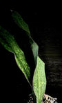 Sansevieria masoniana x elliptica ‘Horwood’   Massive Specimens