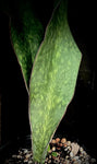 Sansevieria masoniana x elliptica ‘Horwood’ Massive Specimens 2 gallon pots
