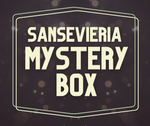 Sansevieria Mystery Box - Set of 6 Plants - Paradise Found Nursery