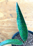 Sansevieria nitida 1 gallon/6"
