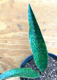 Sansevieria nitida 1 gallon/6"