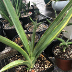 Sansevieria hybrid Variegated (poss dumetescens x robusta hybrid)
