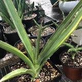 Sansevieria hybrid Variegated (poss dumetescens x robusta hybrid)