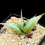 Sansevieria pinguicula | Walking Sansevieria | 4” Pots