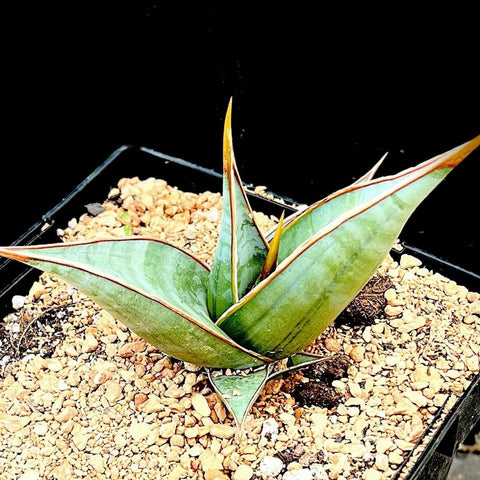 Sansevieria pinguicula 5”  Walking Sansevieria