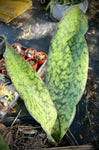 Sansevieria raffillii Original Clone 6"/1 gallon