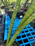 Sansevieria roxburghiana 1 gallon
