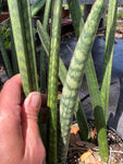 Sansevieria roxburghiana 1 gallon