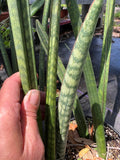 Sansevieria roxburghiana 1 gallon