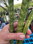 Sansevieria roxburghiana 1 gallon
