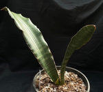 Sansevieria scimitarformis 1 gallon/6"