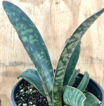 Sansevieria scimitarformis Macosa Zimbabwe 1 gallon