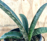 Sansevieria scimitarformis Macosa Zimbabwe 1 gallon