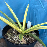 Sansevieria Silver Silk variegated 1 gallon