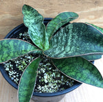 Sansevieria Sp India 'Tiger Blue' 1 gallon