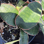 Sansevieria sp Mafinga ’Midnight Magic ’ 1 gallon/6"
