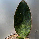 Sansevieria sp Mafinga ’Midnight Magic ’ 1 gallon/6"