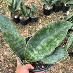 Sansevieria sp ‘Wide Leaf’ 1 gallon