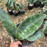 Sansevieria sp ‘Wide Leaf’ 1 gallon