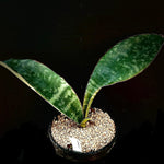 Sansevieria sp ‘Wide Leaf’ sp Mt Mbeya (Mbaya) 1 gallon (Dracaena)