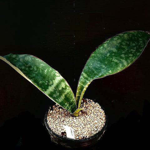 Sansevieria sp ‘Wide Leaf’ sp Mt Mbeya (Mbaya) 1 gallon (Dracaena)