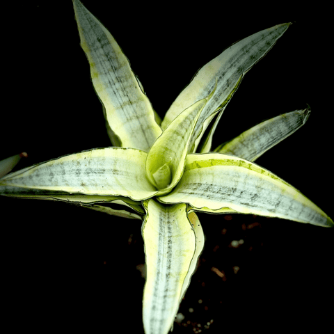 Sansevieria Thai Hybrid 'Beanie' 4" Variegated Plants