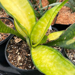 Sansevieria fasciata cv Aurea 1 gallon