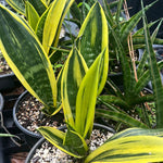 Sansevieria trifasciata Gold Flame Variegated