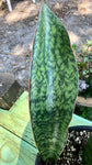 Sansevieria sp Mt Mbaya Tanzania Type 4