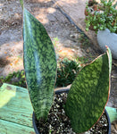 Sansevieria sp Mt Mbaya Tanzania Type 4 - 1 gallon