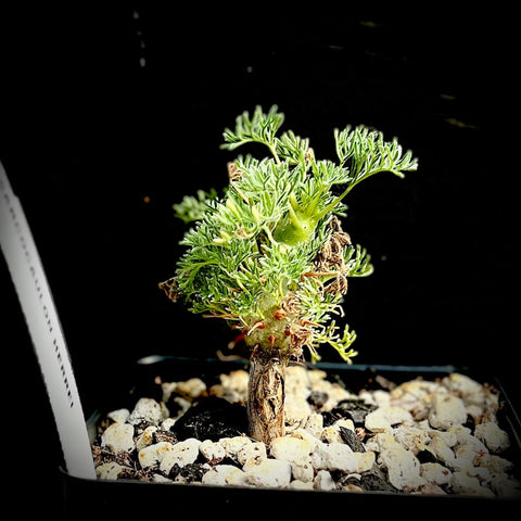 Sarcocaulon herrei 4" (Monsonia) Rare Caudex Plant Miniature Bonsai