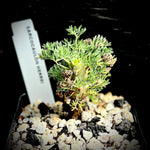 Sarcocaulon herrei  (Monsonia) Rare Caudex Plant Miniature Bonsai