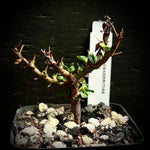 Sarcocaulon vanderietiae  (Monsonia) Rare Caudex Plant Miniature Bonsai