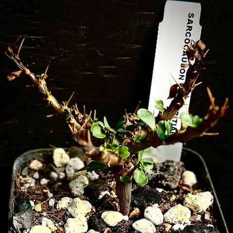 Sarcocaulon vanderietiae 4" (Monsonia) Rare Caudex Plant Miniature Bonsai