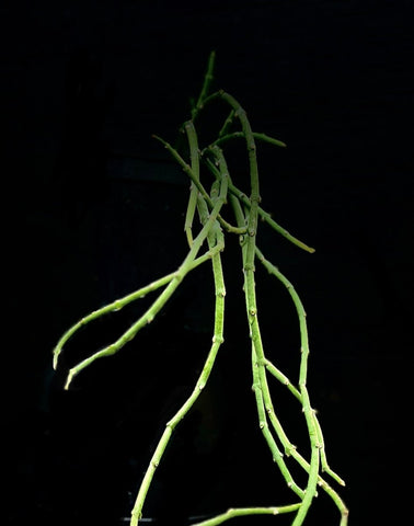 Sarcostemma  (cynanchun) resiliens Hanging Basket Milkweed