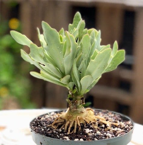 Senecio galpinii 5” pots Caudex Forming Succulent