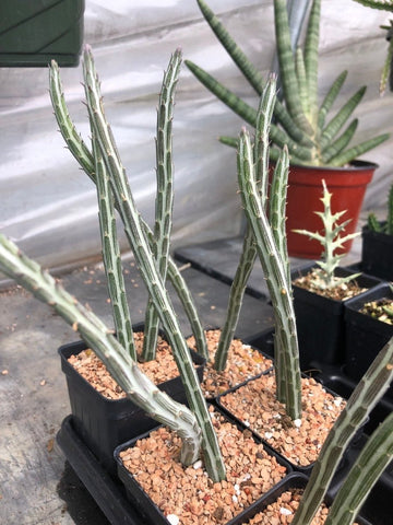 Senecio stapeliformis   Pickle Plant