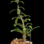 Sesamothamnus lugardii 6”/1 gallon Seed Grown Caudex Forming Tree