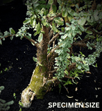 Sesamothamnus lugardii 6”/1  Seed Grown Caudex Forming Tree