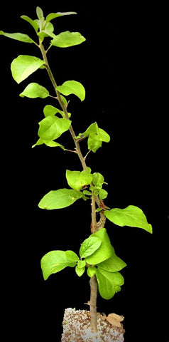 Sesamothamnus rivae 6"/1 gallon Large