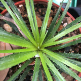 Sincoraea (Orthophytum) heleniceae | Rare Terrestrial Bromeliad | - Paradise Found Nursery