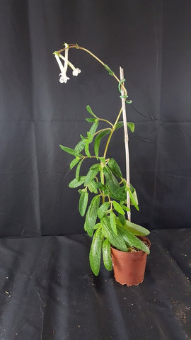 Sinningia tubiflora Caudex Forming Gesneriad