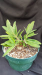 Sinningia tubiflora Caudex Forming Gesneriad