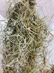 Spanish moss, Tillandsia usneoides