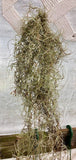 Spanish moss, Tillandsia usneoides