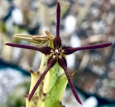 Spathulopetalum gracilipes (Caralluma gracilipes) 3"