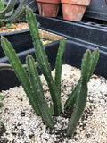 Stapelia gettlefei Starfish Flower 4"